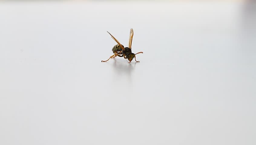Wasp