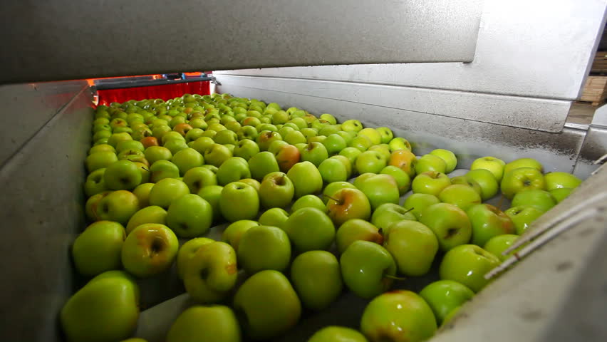 sorting apples on conveyor belt