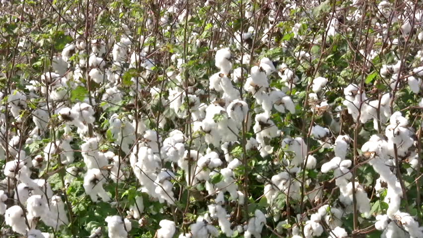 Video Pan to right of a cotton field in south Texas. Green plants with mature cotton ready for harvest and shipping to make fabric and material. Farm with acres of valuable crops. 