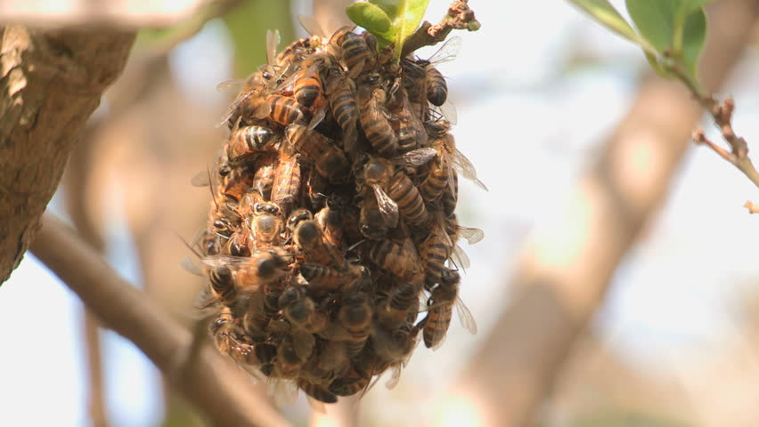 Layers  of Bees on top of each other in the sun.