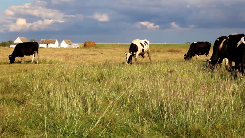 Cows grazing in a meadow near the road