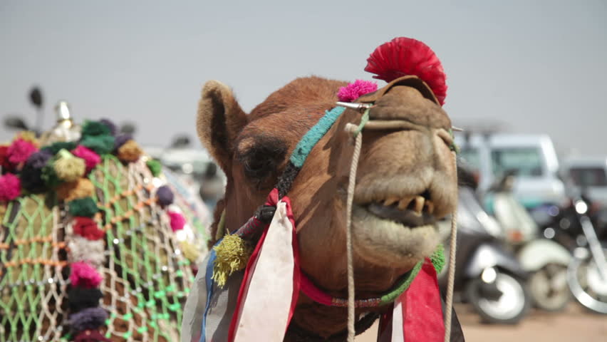 Camel chewing. Closeup of a camel waiting for tourists at Mehrangarh Fort in Jodhpur, India