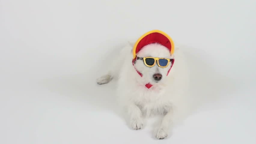 Cool, fashionable dog wears hat and sunglasses, looks around, then removes them with her paws.  Fun concept. 1920x1080