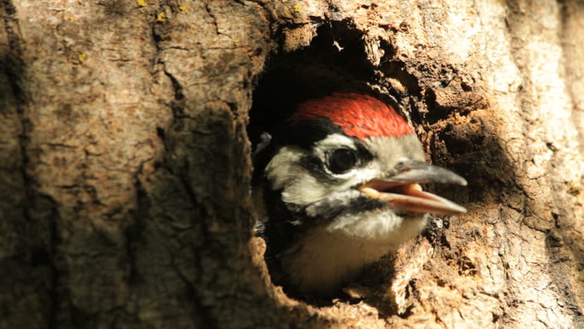 Woodpecker, baby birds