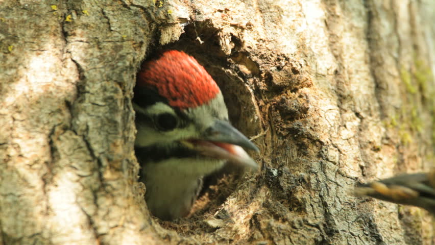 Woodpecker, baby birds
