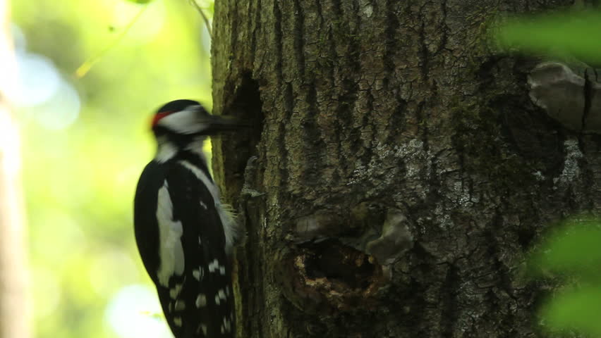 Woodpecker, baby birds