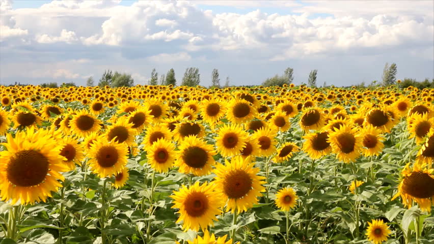 Sunflowers in the wind
