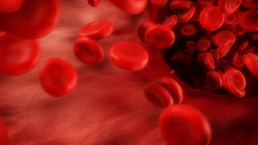 blood cells traveling through a vein.