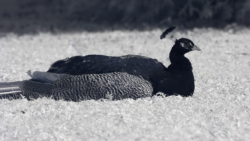 Infrared fauna: peacock cleaning feather 