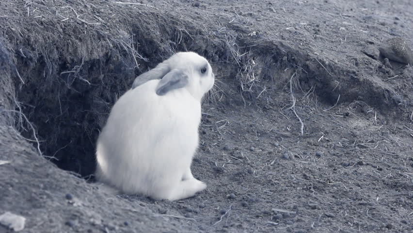 Infrared fauna: baby rabbit washing in a sand 