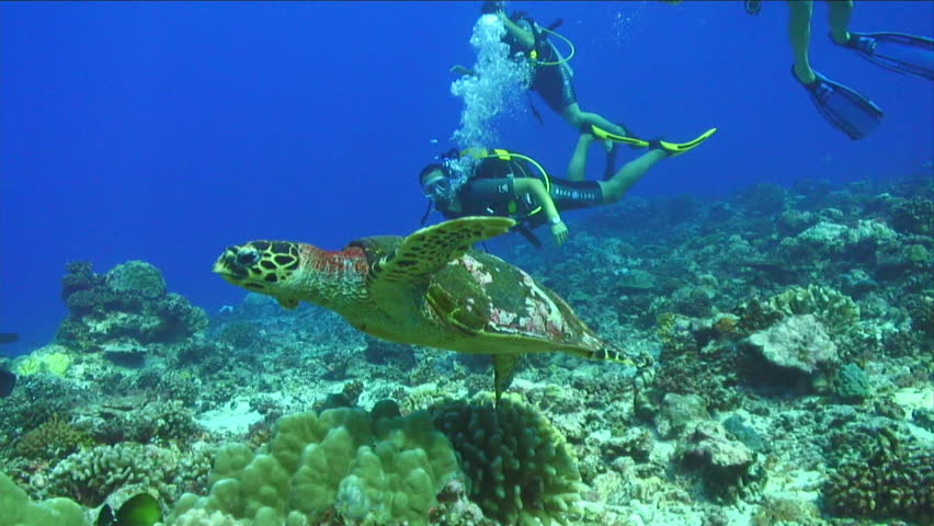 Turtle Swimming Underwater