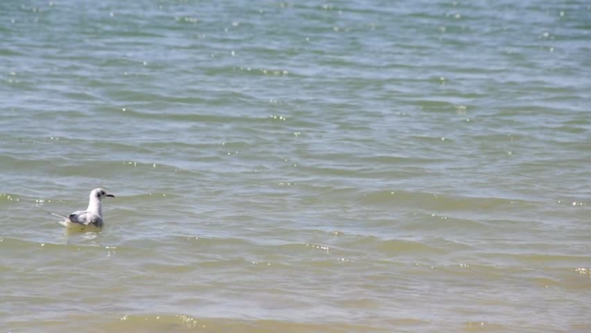 Seagull swimming