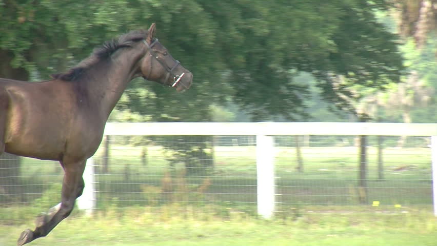 Trakehner sport horse Abailes GS galloping across an equestrian field at GoldenGael Farm. Camera follows as horse approaches foreground of picture. www.goldengael.com