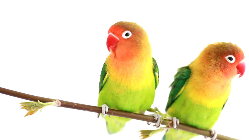 Pair of lovebirds (agapornis-fischeri) isolated on white 