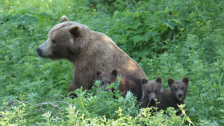 She-bear and bear cubs.
