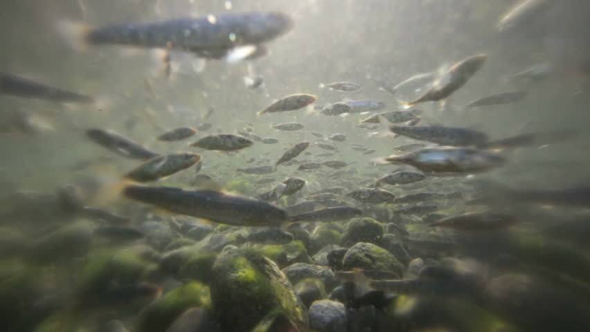 Salmon under water