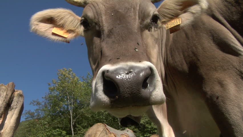 The curious snout of a cow