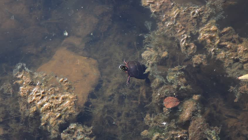 turtle,scum and fish in a pond