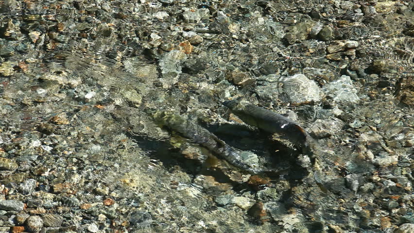 Spawning salmon in shallow gravel river near Hyder British Columbia. Male and female fish making a gravel bed then fertilizes eggs.