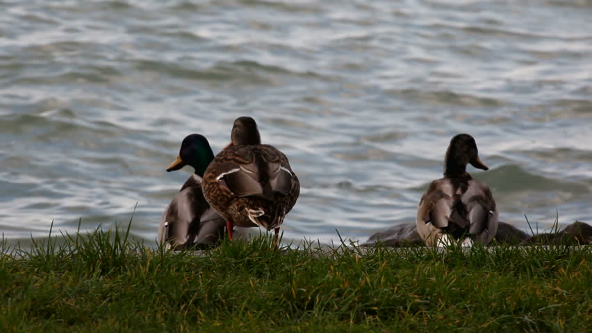 wild ducks