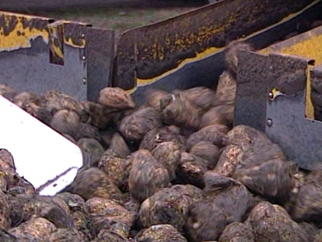 Self-propelled machine for cleaning and loading of sugar beets.
