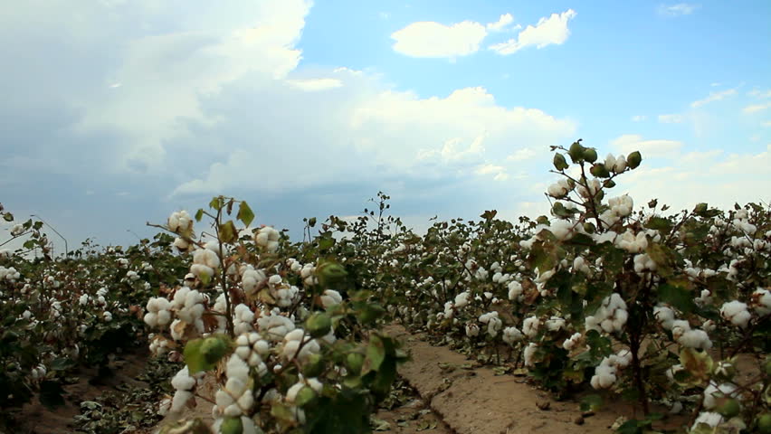Time Lapse, Clouds sweep over cotton fields ready for harvest. 1080p