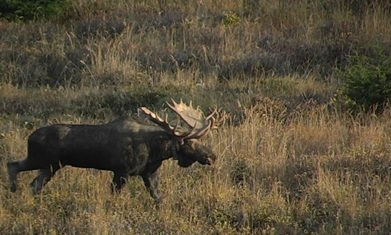 Bull moose browsing on vegetation in the Chugach Mountains of Alaska.