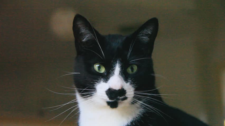 staring black and white cat