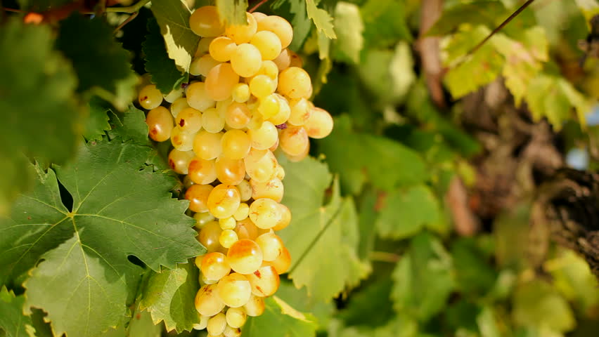 Golden grapes. Grape glistens in the sun.