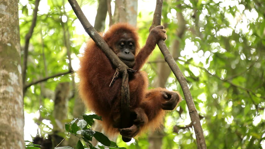 young orangutan hanging on vine in wild jungle, bukit lawang, sumatra, indonesia