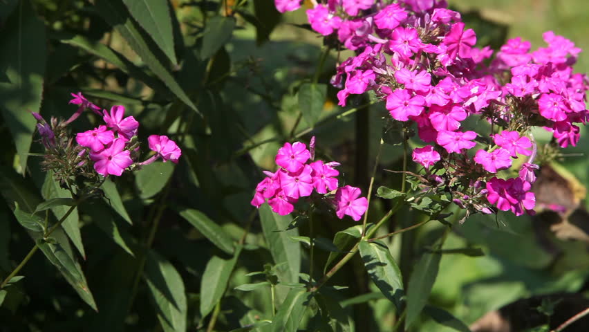 Hummingbird Clearwing moth hovering above flowers seeking nectar to feed. Hemaris thysbe. 