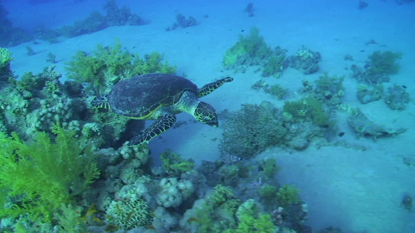 Hawksbill turtle (Eretmochelys imbricata), endangered species, High angle view of an adult male swimming over the coral reef. Red sea, Egypt.