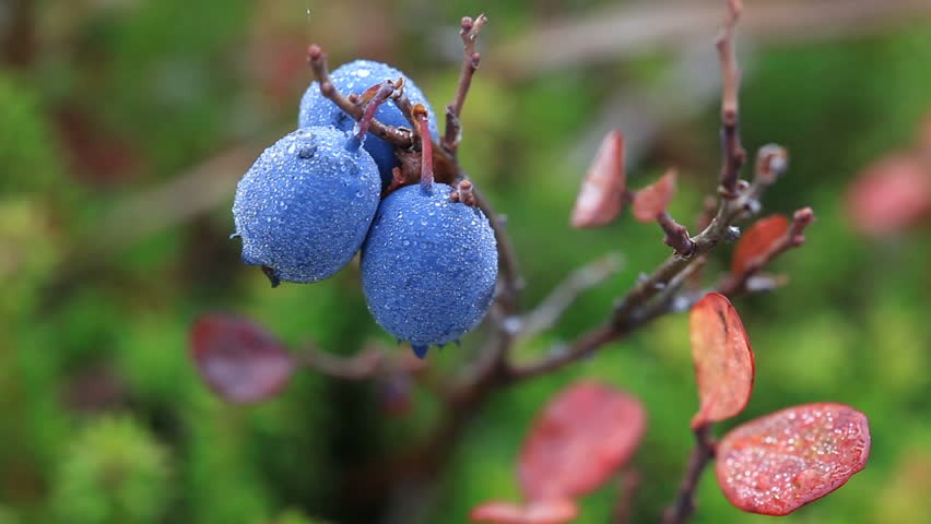 Autumn, tundra, berries