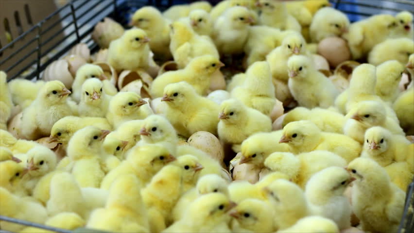 Small chicks in Factory