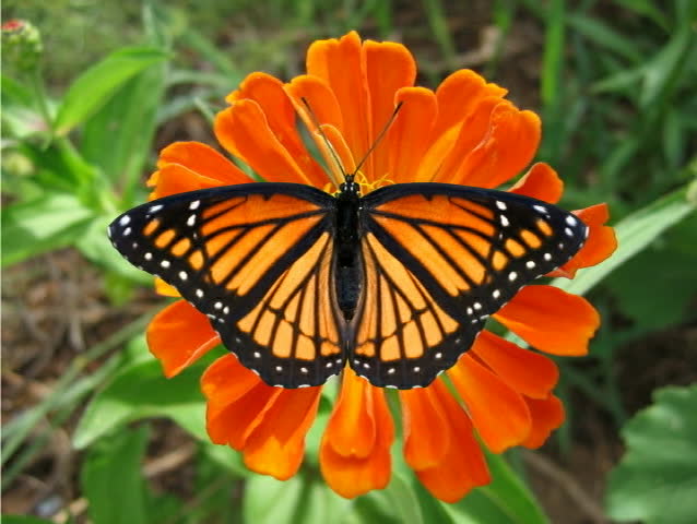 Monarch Butterfly