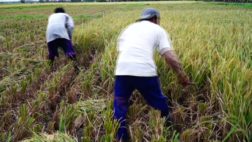 sickle for harvesting rice