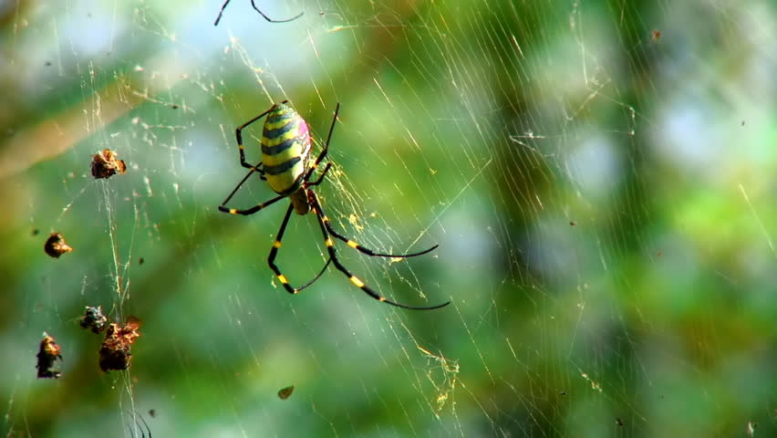Golden Orb Weaver Spider 