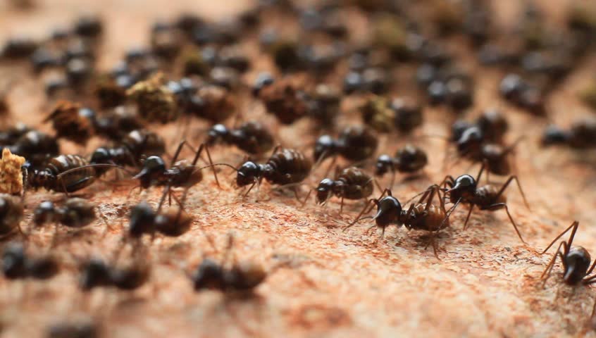 Crawling Termite Seamless loop. Teamwork Concept