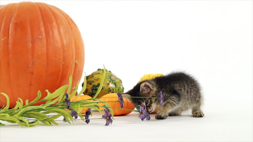 A pumpkin and some colorful gourds create a seasonal setting for a tiny kitten bites at or gnaws on a tiny purple flower. White backdrop