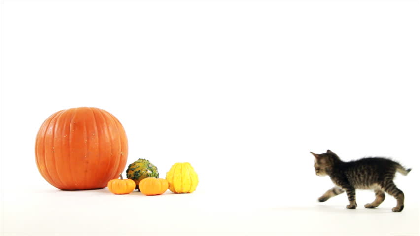 A tiny kitten walks over to a pumpkin and gourds, sniffs around a bit then walks off when it looses interest. White backdrop copy space