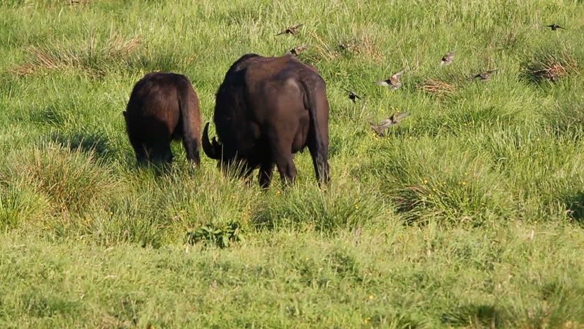 water buffalo with calf