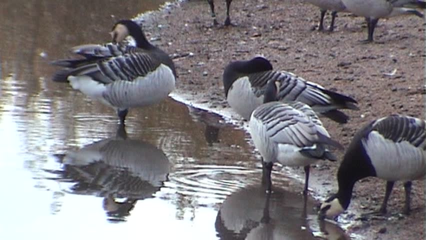 Canada goose cleaning near the water, tripod, 16x9