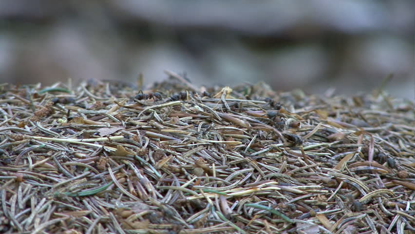 anthill 