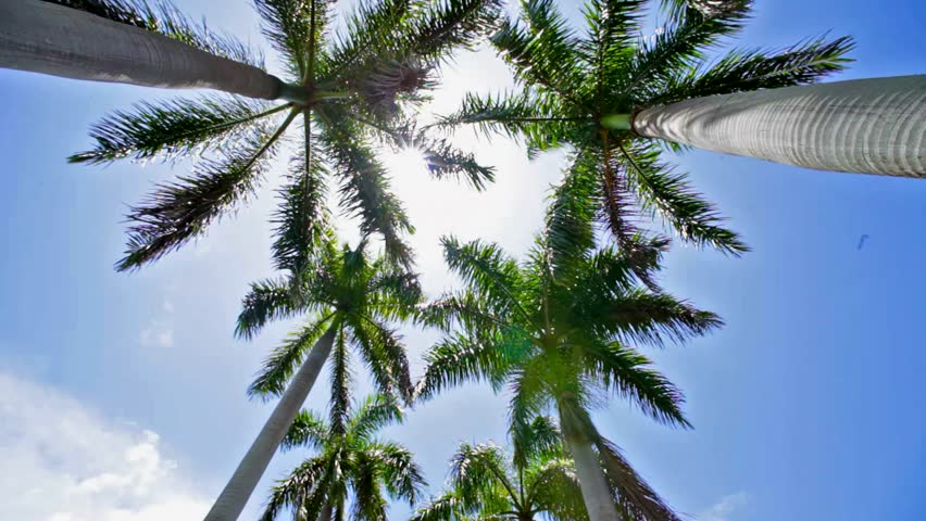 Looking up at Palm Trees in Miami