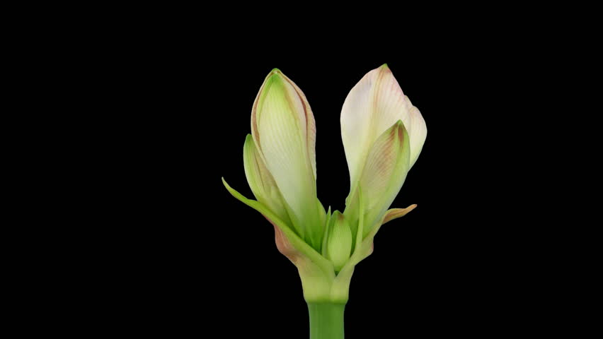Time-lapse opening "Apple Blossom" amaryllis Christmas flower alpha matte 