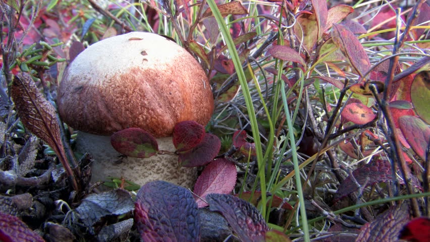 autumn, tundra, berries