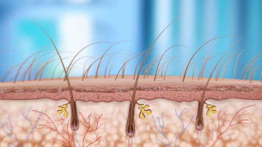 hair follicle with an effect on the root hairs of smaller molecules later, thinning and destruction