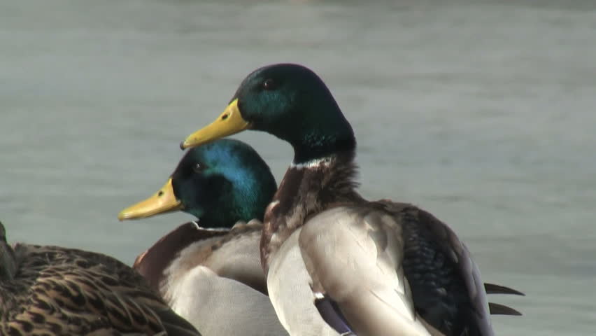 Two Mallard Ducks Quacking