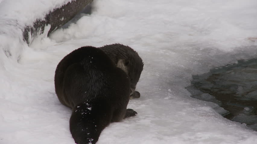 otter