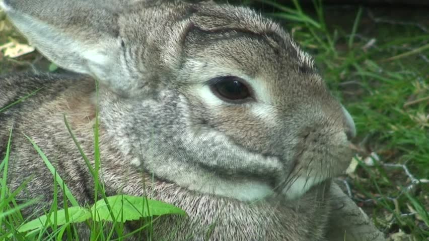 Close up of fluffy furry pet bunny rabbit in green garden